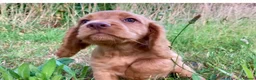 Cocker Spaniel dogs for sale: Male Cocker Spaniel puppy - Advert 3