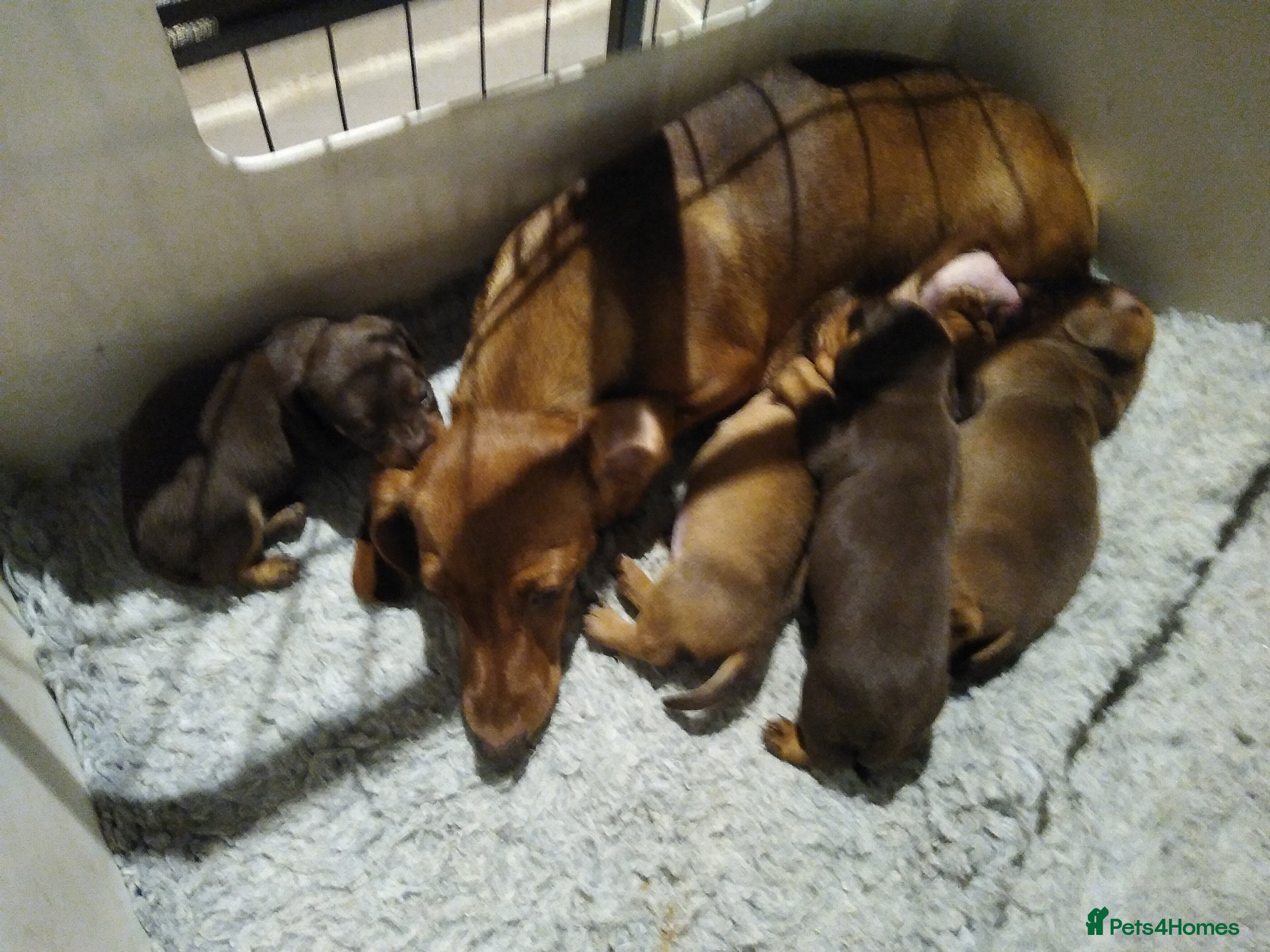 Miniature Dachshund dogs Miniature dachshund pups for sale - Advert 1