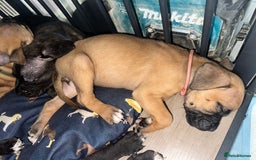 Mixed Breed dogs for sale: Cane corso x Staffordshire bull terrier  - Image 14