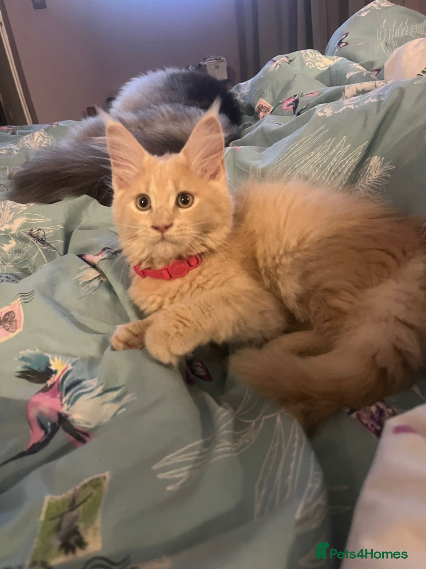 Maine Coon cats Gccf pedigree Maine coon kittens  - Advert 18