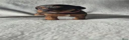 Jackapoo dogs for sale: 4 Jackpoo Puppies  - Advert 8
