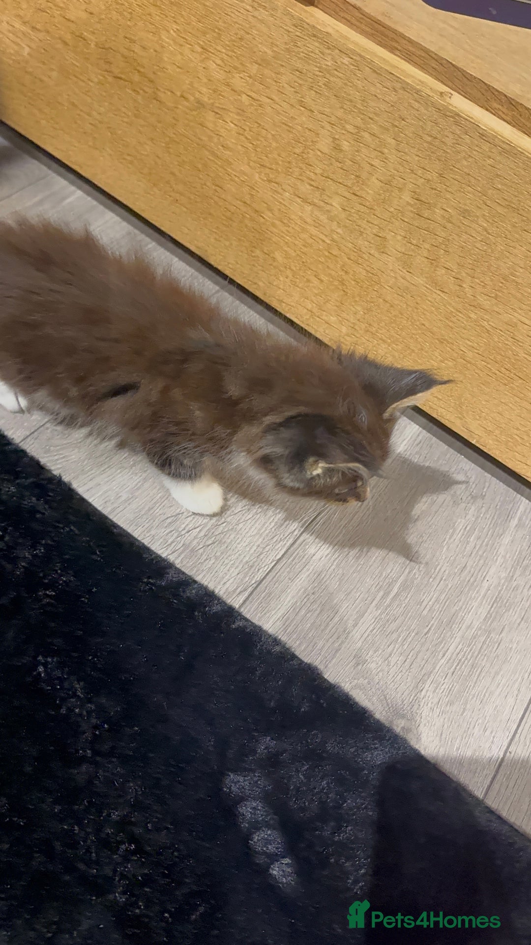 Maine Coon cats for sale: Full Maine Coon for sale - Advert 15