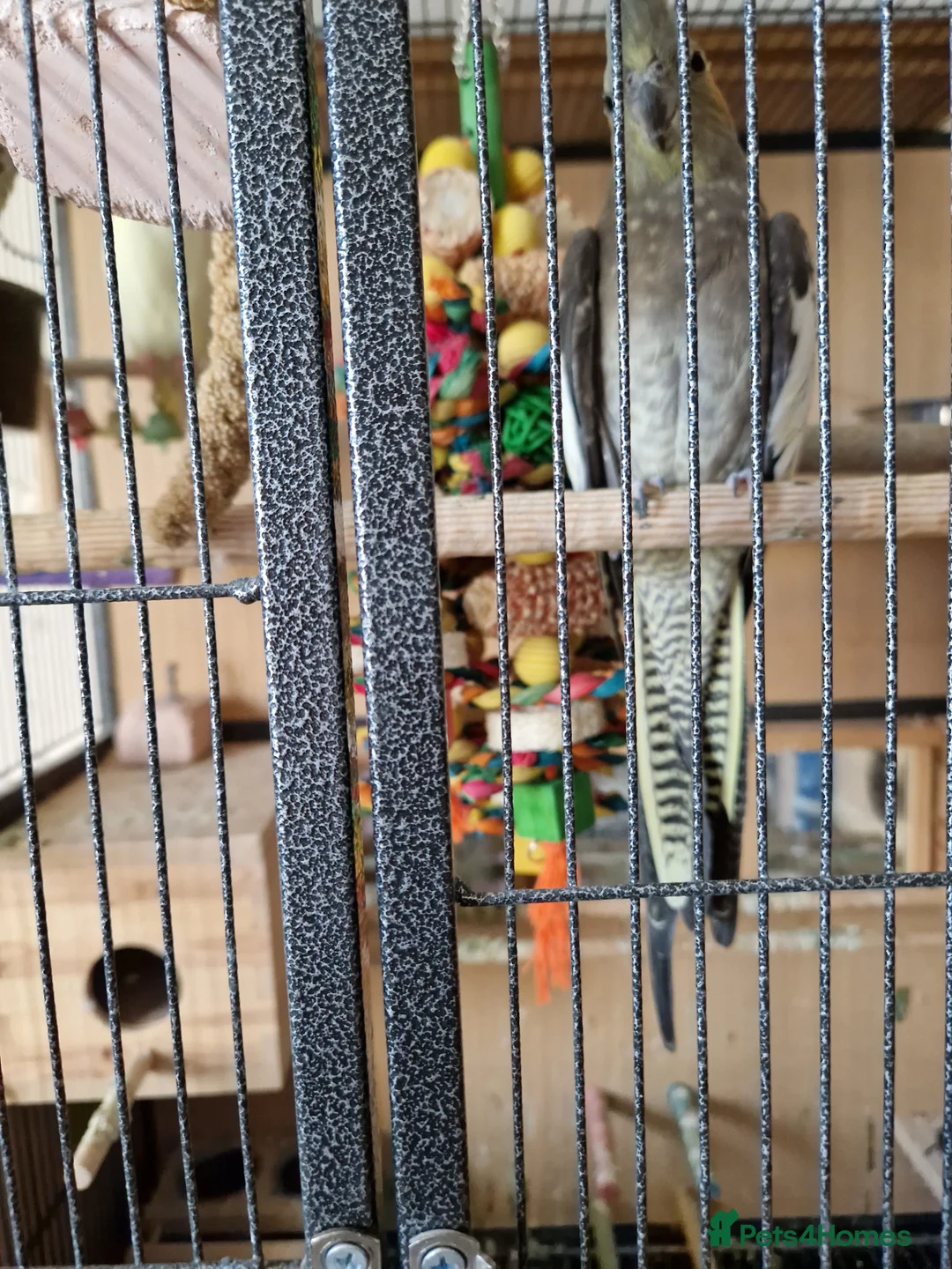 Cockatiels birds for sale: 3 lovely cockatiels - Advert 4