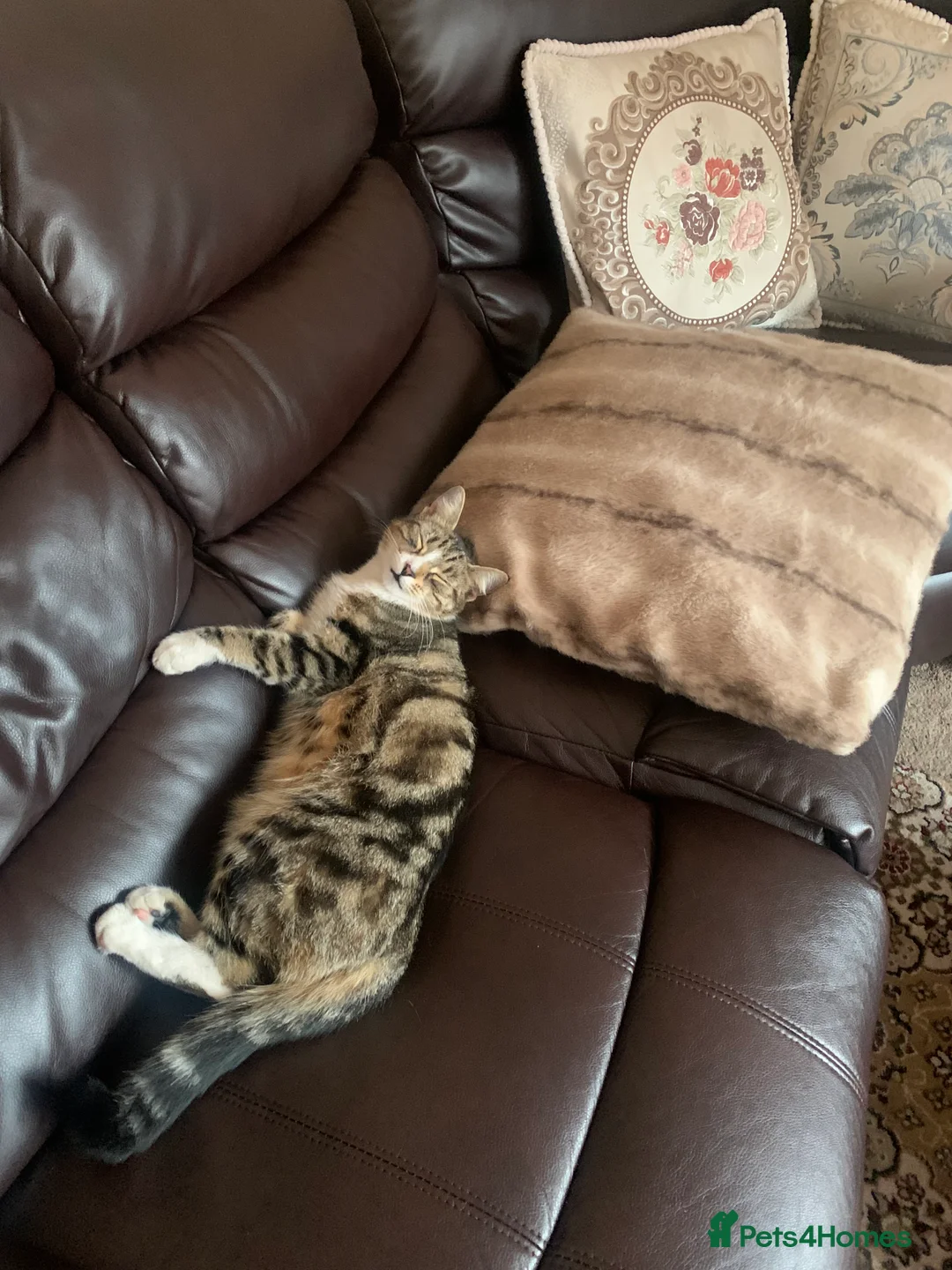 Domestic Shorthair cats for sale: Zola domestic shorthair  in South Shields - Advert 2