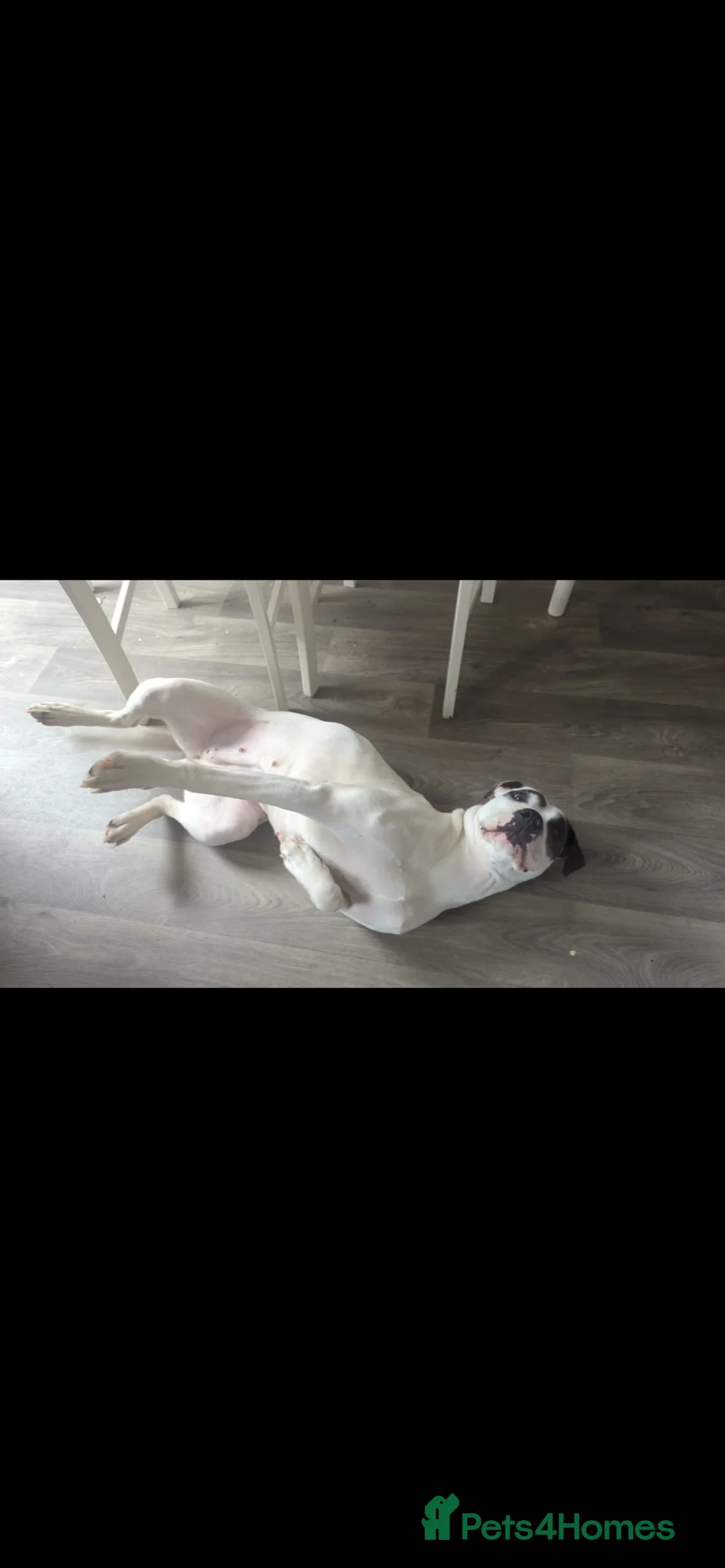 Mixed Breed dogs for sale: Bella – Loving Family Dog Looking for a New Home🐾 - Advert 5