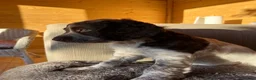 Sprocker dogs for sale: Sprocker spaniel - Advert 3