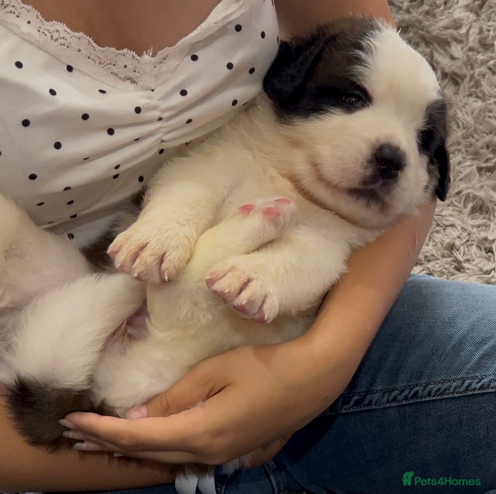 Saint Bernard dogs Beautiful KC registered show quality Puppies.  - Advert 1