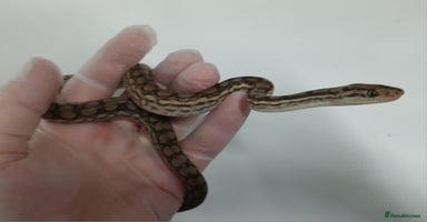Boa Snake reptiles - Advert 7