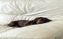 Miniature Dachshund dogs for sale: Loving Pair of Mini Dachshunds 🐶 🐶  - Image 5