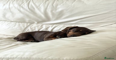 Miniature Dachshund dogs Loving Pair of Mini Dachshunds 🐶 🐶  - Advert 12