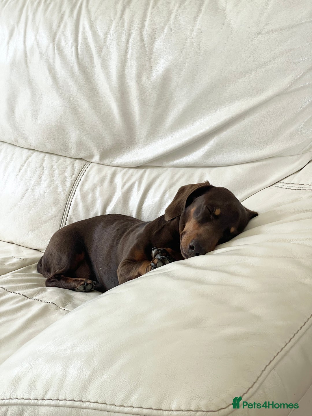 Miniature Dachshund dogs for sale: Loving Pair of Mini Dachshunds 🐶 🐶  - Image 5