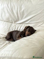 Miniature Dachshund dogs Loving Pair of Mini Dachshunds 🐶 🐶 - Advert 3