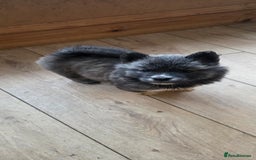 Mixed Breed dogs for sale: Two adorable male Chowski pups for sale - Advert 38