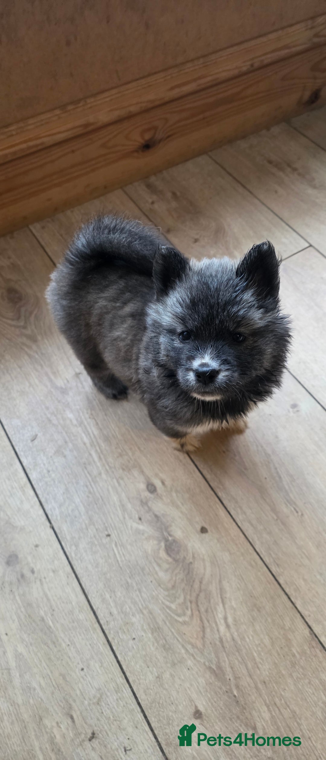 Mixed Breed dogs for sale: Two adorable male Chowski pups for sale - Advert 38