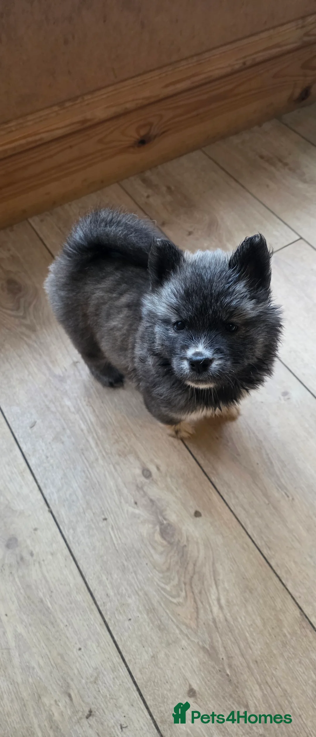Mixed Breed dogs for sale: adorable male Chowski pup for sale - Advert 39