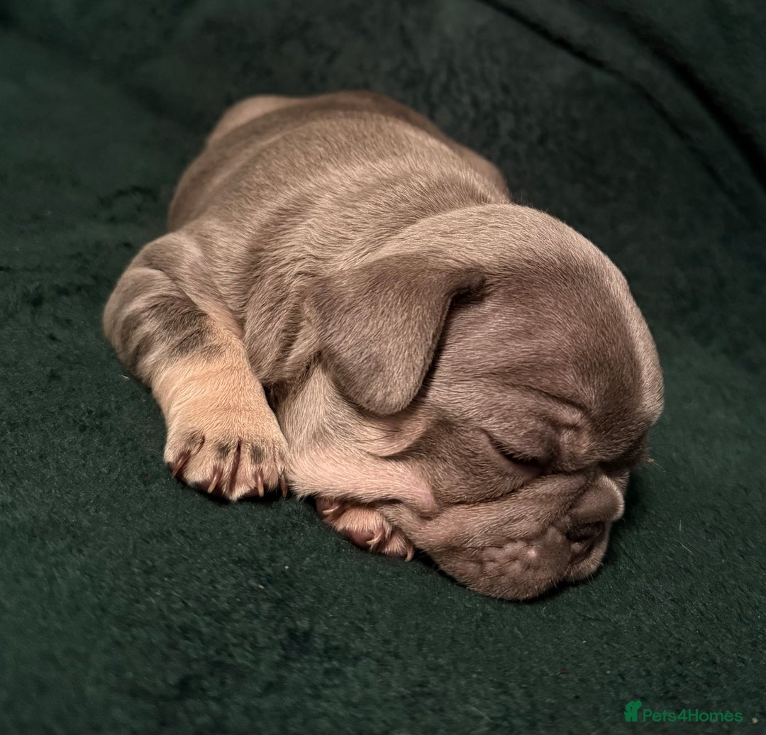 French Bulldog dogs for sale: Exclusive French Bulldog Puppies - Advert 7
