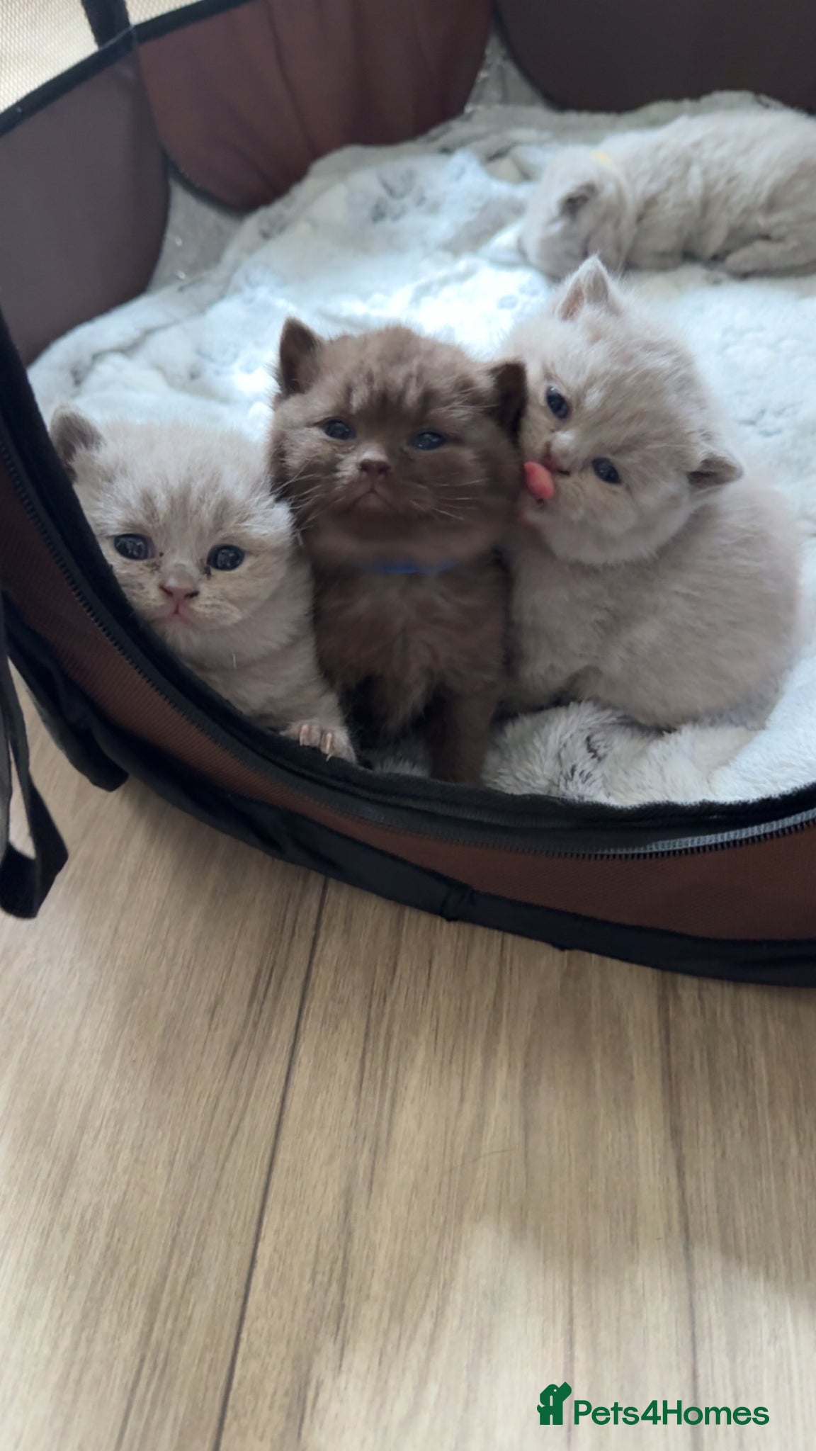 British Shorthair cats British shorthair kittens+RARE chocolate male 🍫  - Advert 6