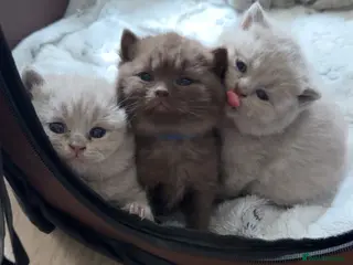British Shorthair cats British shorthair kittens+RARE chocolate male 🍫 - Advert 3