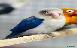 Lovebirds birds for sale: Fisher love birds  - Advert 8