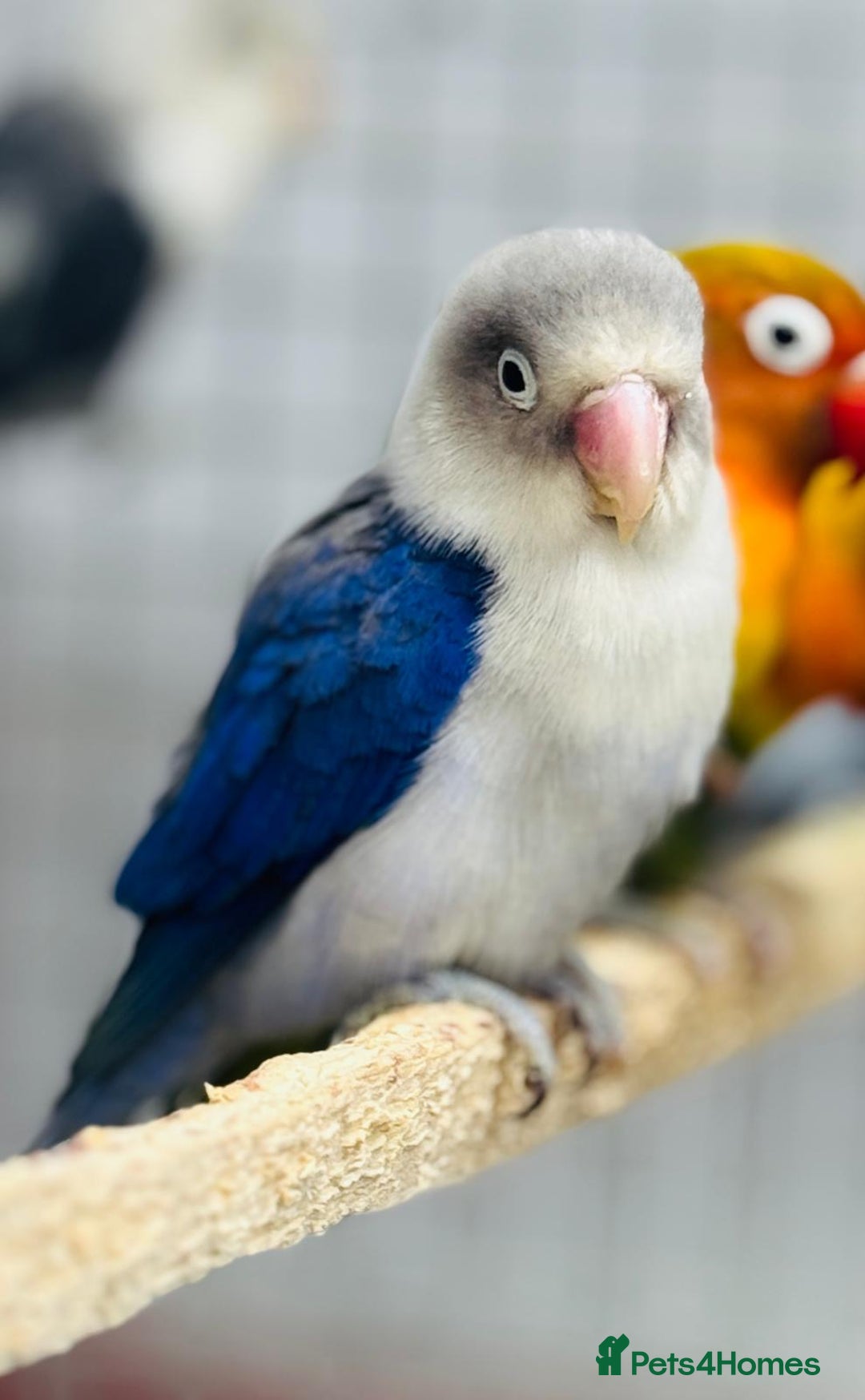 Lovebirds birds for sale: Fisher love birds  - Advert 8