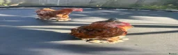 Chickens poultry for sale: X3 bantam cockerals - Advert 4
