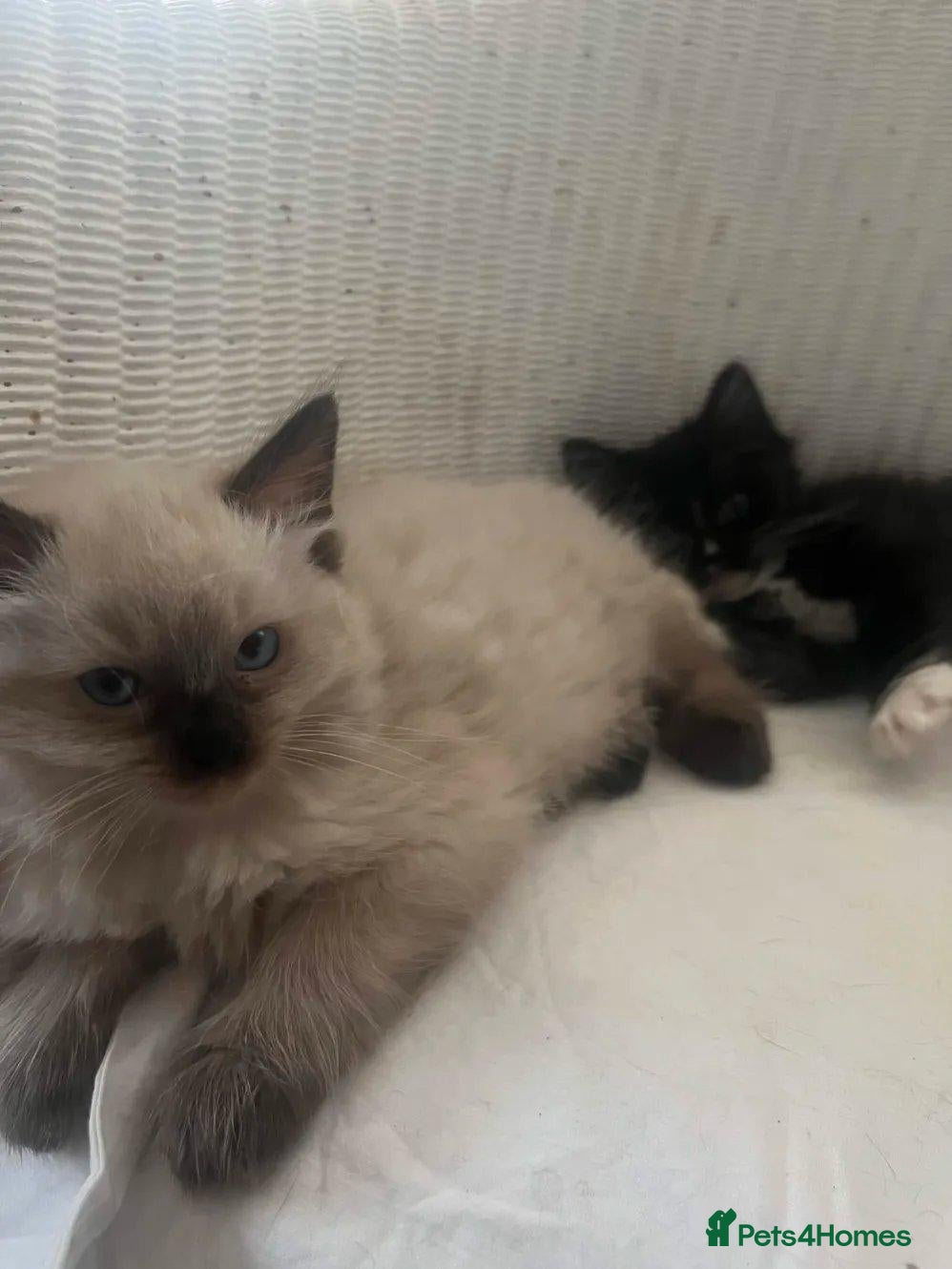 Mixed Breed cats Siamese and Tuxedo cats for sale £40 each - Advert 3
