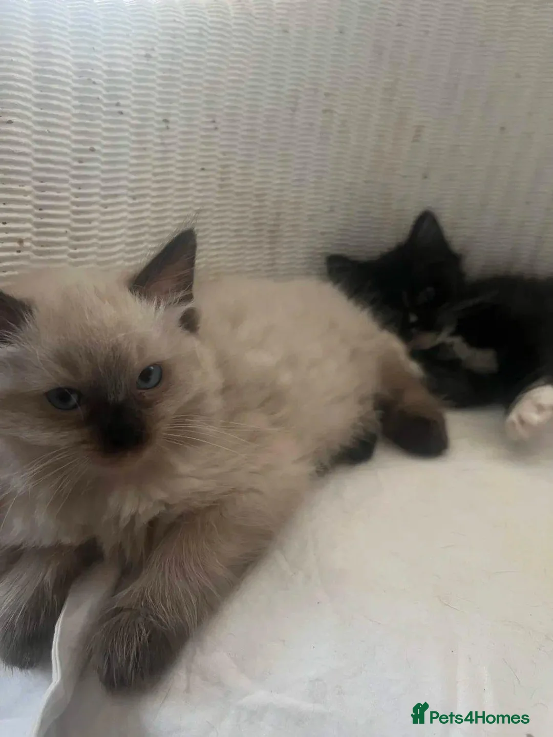 Mixed Breed cats for sale: Siamese and Tuxedo cats for sale £40 each in London - Advert 1