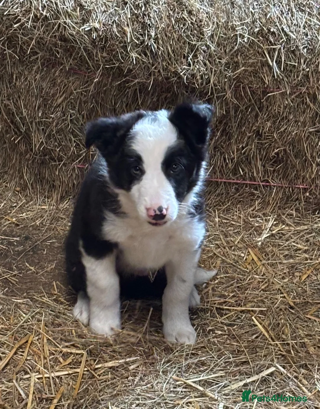 Border Collie dogs for sale: Last boy left!! Gorgeous fluffy collie  - Advert 2