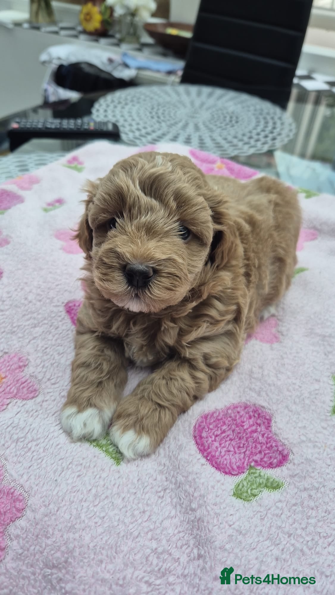 Maltipoo dogs 2x Maltipoo boys - Advert 13