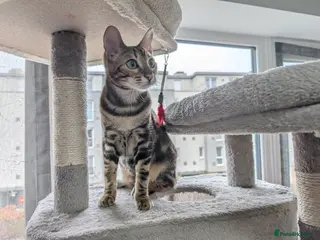 Bengal cats Bengal Boy looking for a new home - Advert 1