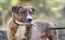 Mixed Breed dogs for adoption: Sweet Natured REX - Image 3