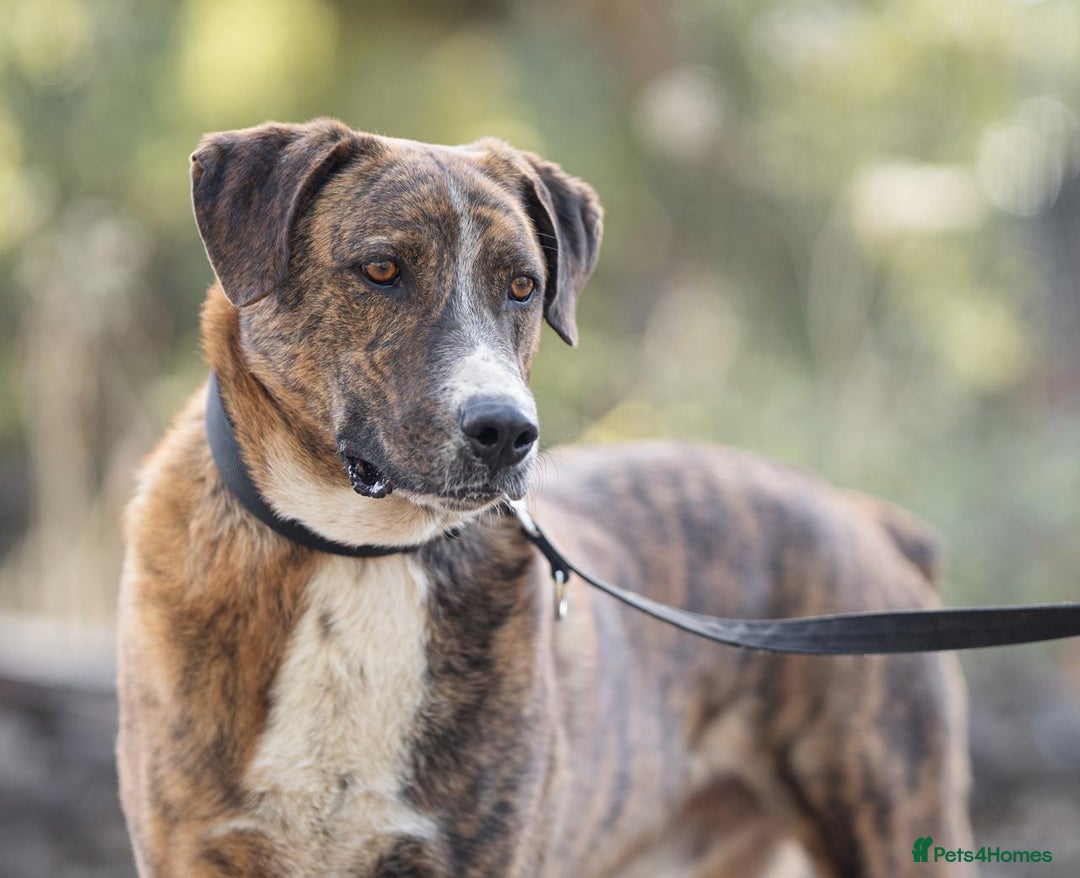 Mixed Breed dogs for adoption: Sweet Natured REX - Image 3