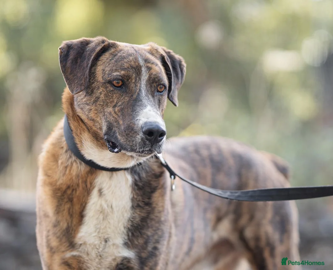 Mixed Breed dogs for adoption: Fee Reduced £99 Please 🙏 a warm home 🥶  - Advert 1