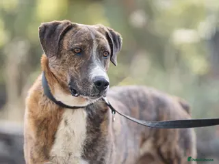 Mixed Breed dogs Fee Reduced £99 Please 🙏 a warm home 🥶 - Advert 2