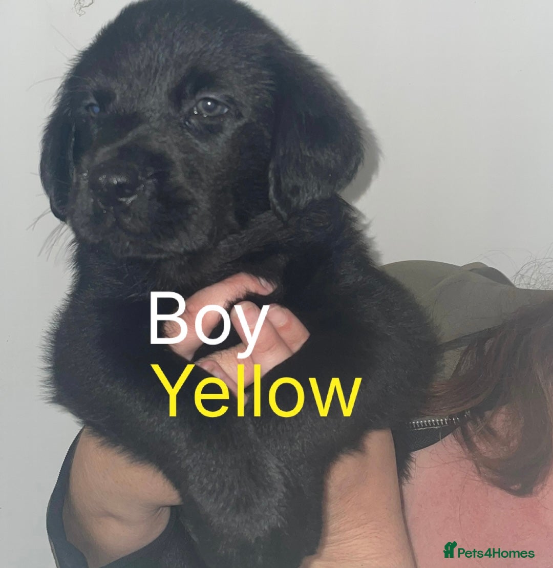 Mixed Breed dogs for sale: YOUR NEW BEST FRIEND IS WAITING!  - Image 11