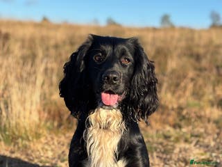 Sprocker dogs Black and white male sprocker spaniel - Advert 1