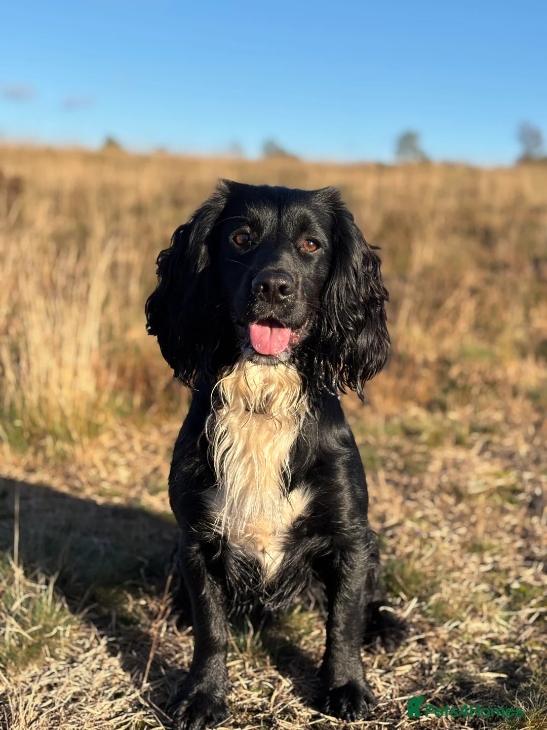 Sprocker dogs for stud: Black and white male sprocker spaniel  - Advert 1