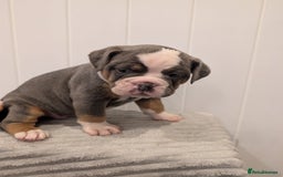 Old Tyme Bulldog dogs for sale: Kyro & Lyla Litter Old Tyme Old English Bullgdog - Image 17