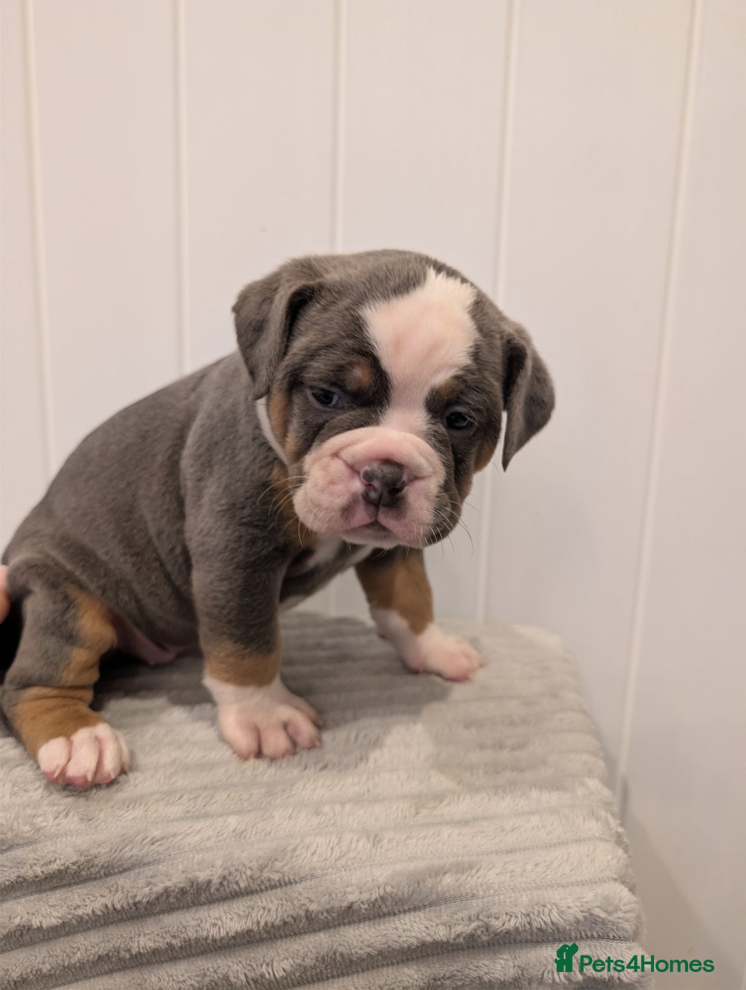 Old Tyme Bulldog dogs for sale: Kyro & Lyla Litter Old Tyme Old English Bullgdog - Image 17