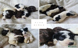 Cockapoo dogs for sale: F1b Toy Cockapoos.Roan & Chocolate.Health Tested. - Image 5