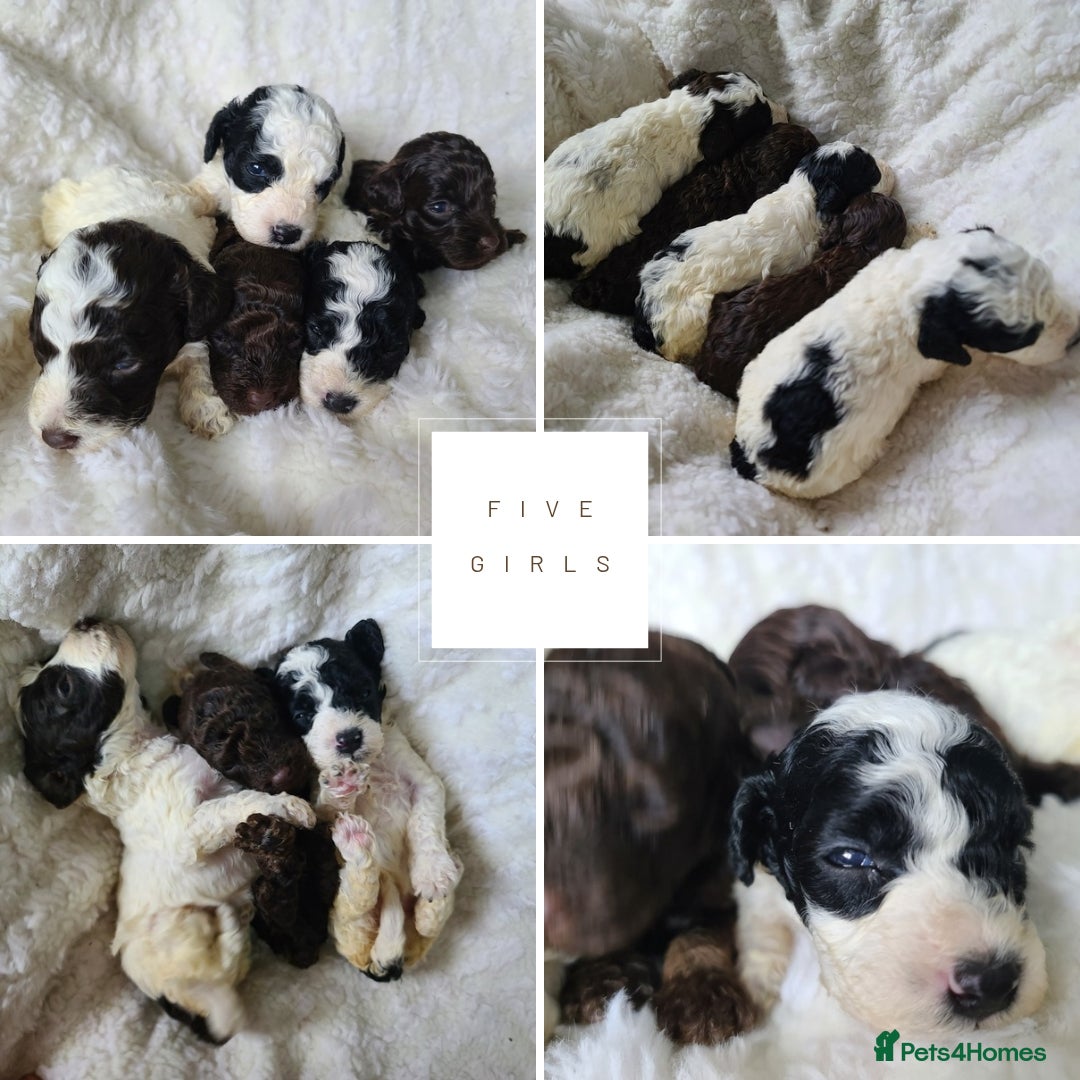 Cockapoo dogs for sale: F1b Toy Cockapoos.Roan & Chocolate.Health Tested. - Image 5