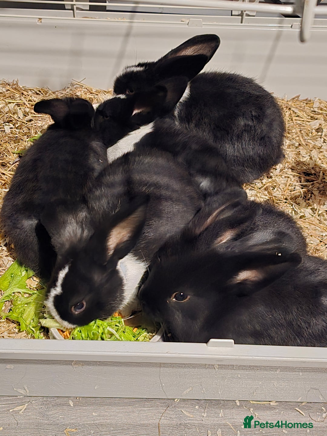 Rex rabbits for sale: Cute baby rabbits for sale  - Advert 1