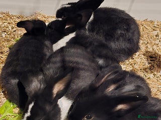Rex rabbits Cute baby rabbits for sale - Advert 1