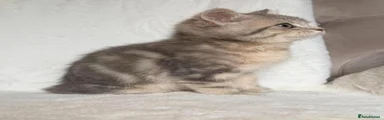 British Shorthair 2