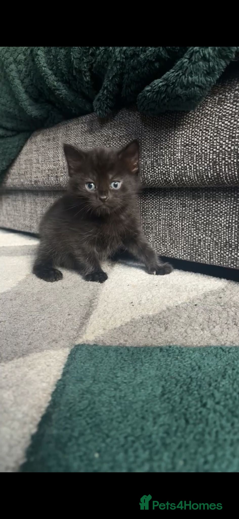 Mixed Breed cats Litter of 3 beautiful kittens  - Advert 3