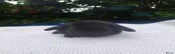 Mini Lop rabbits for sale: Adorable pure bred mini lops  - Advert 2