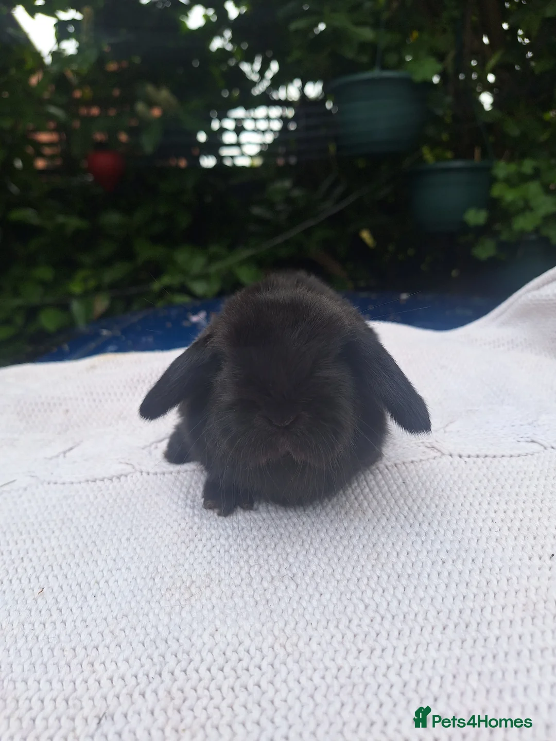 Mini Lop rabbits for sale: Adorable pure bred mini lops  - Advert 2