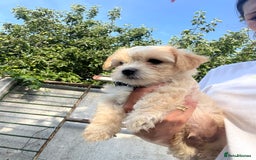 Maltese dogs for sale: bichon meltese  - Image 7