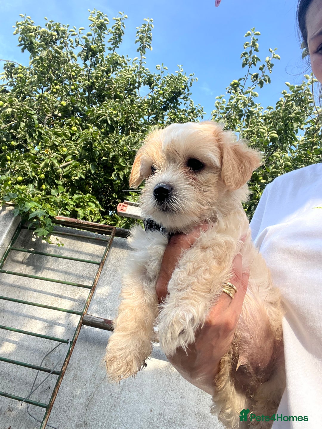 Maltese dogs for sale: bichon meltese  - Image 7