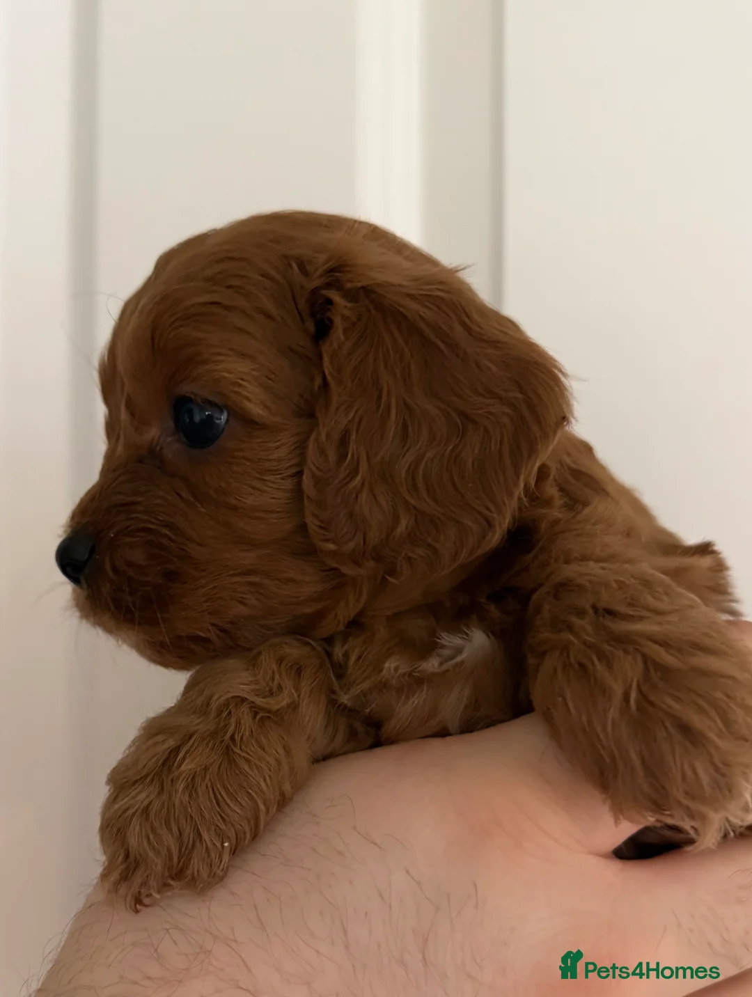 Cavapoo dogs for sale: Beautiful f1 cavapoo puppies  - Advert 11
